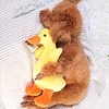 Jouets en peluche pour chien jouets vocaux pour animaux de compagnie huayuan fournitures pour animaux de compagnie nouveaux jouets pour animaux de compagnie miniinthebox