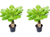 2x Brighamia Insignis Hawaiiaanse Palmen