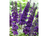 2x Buddleja 