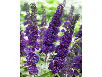 2x Buddleja 