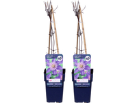 2x Clematis 