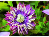 2x Clematis Taiga 25 - 40 cm