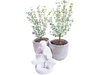 2x Eucalypthus Struik 