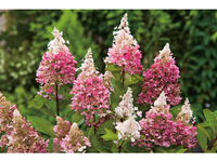 2x Hortensia Pinky Winky 25 - 40 cm