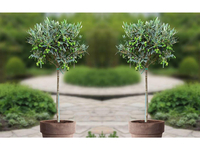 2x Olijfboom op Stam 90 - 100 cm