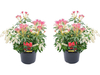 2x Pieris Forest Flame