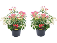 2x Pieris Forest Flame