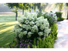 2x Pluimhortensia Bobo 25 - 40 cm