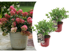 2x Pluimhortensia Wim