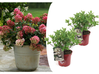 2x Pluimhortensia Wim
