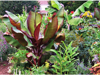 2x Rode Bananenplant 25 - 40 cm