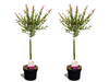 2x Salix Medium Flamingoboom