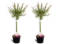 2x Salix Medium Flamingoboom