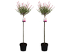 2x Salix XXL Flamingoboom