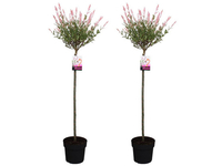 2x Salix XXL Flamingoboom