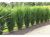 2x XL Panicum 