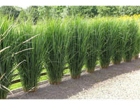 2x XL Panicum 