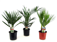 3x Buitenpalm 50 - 70 cm