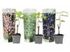 3x Druivenplant Mix van 3 Kleuren