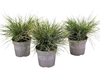 3x Festuca Siergras 10 - 15 cm