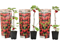 3x Framboosplanten 