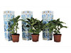 3x Hortensia Bicolor