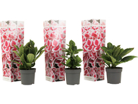 3x Hortensia Bicolor
