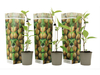 3x Kiwiplant 25 - 40 cm