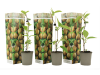 3x Kiwiplant 25 - 40 cm