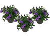 3x Paarse Campanula Portenschlagiana