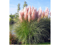 3x Pampasgras Roze 25 - 40 cm