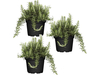 3x Rozemarijn Planten 