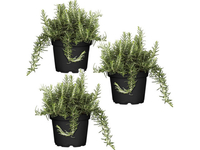 3x Rozemarijn Planten 