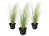 3x Stipa Ponytail Siergras 15-25 cm