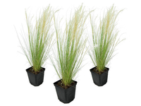 3x Stipa Ponytail Siergras 15-25 cm