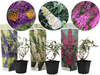 3x Vlinderstruik 25 - 40 cm