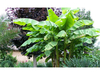 3x Winterharde Bananenplant 25 - 40 cm