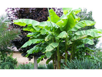 3x Winterharde Bananenplant 25 - 40 cm