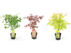 3x XL Japanse Esdoorns Mix