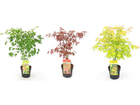 3x XL Japanse Esdoorns Mix
