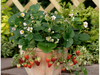 6x Aardbeien Plant 