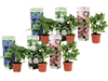 6x Boerenhortensia Gemixt 20 - 30 cm