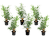 6x Groene Bamboestruiken 