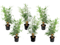 6x Groene Bamboestruiken 