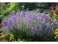 6x Lavendelstruik 10 - 15 cm
