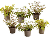 6x Winterharde Fuchsia