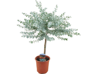 Eucalyptus Gunnii Op Stam