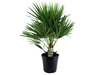 Europese Dwergpalm 60 - 80 cm