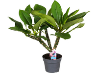 Frangipani 