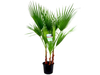 Mexicaanse Waaierpalm 80 - 100 cm